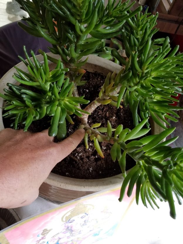 The Jade Plant has GROWN** Selling some BranchesContact me Jade