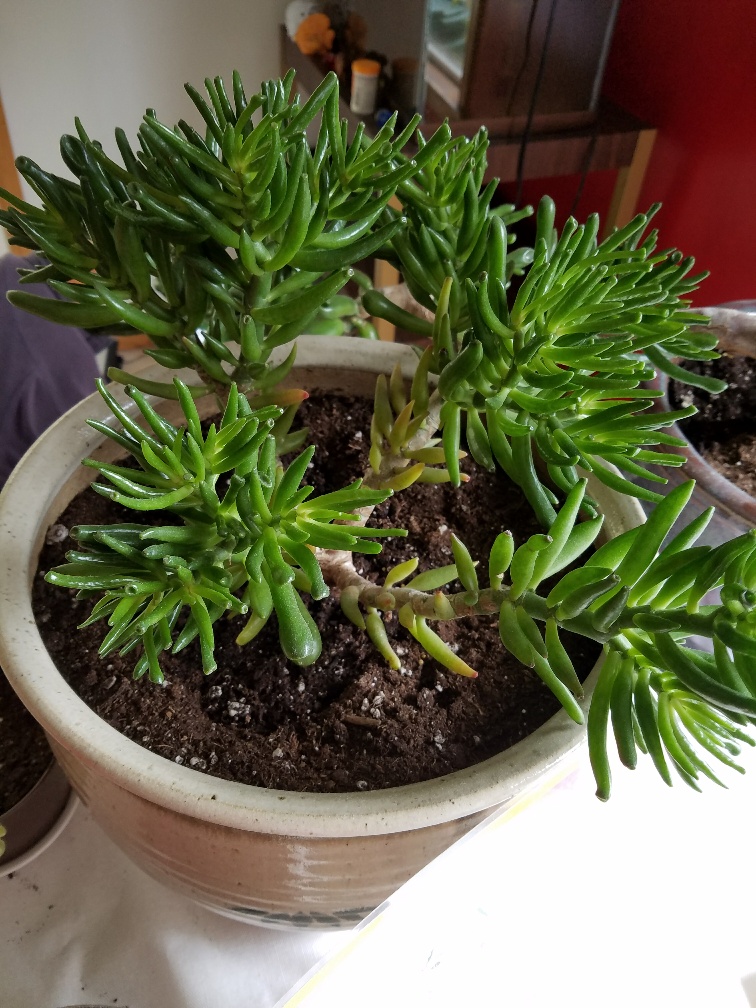 The Jade Plant has GROWN** Selling some BranchesContact me Jade Plants,Bonsai Jade Plants