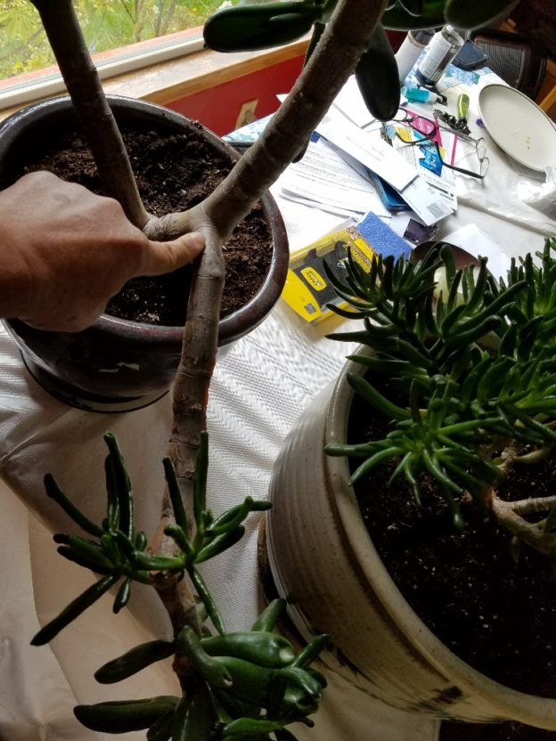 The Jade Plant has GROWN** Selling some BranchesContact me Jade