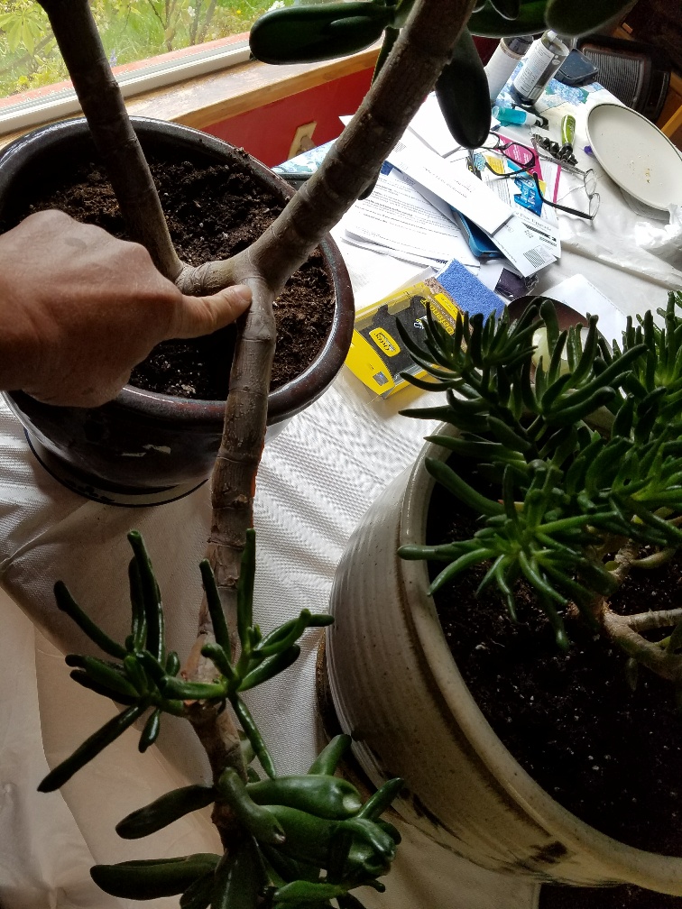 The Jade Plant has GROWN** Selling some BranchesContact me Jade