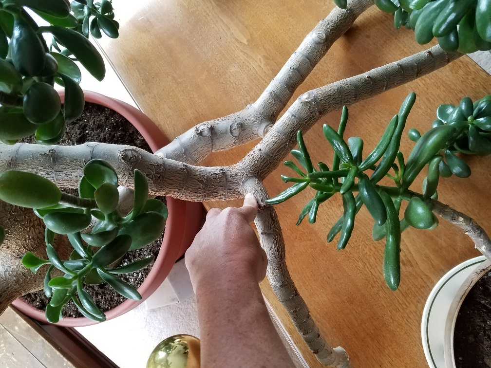 The Jade Plant has GROWN** Selling some BranchesContact me Jade Plants,Bonsai Jade Plants