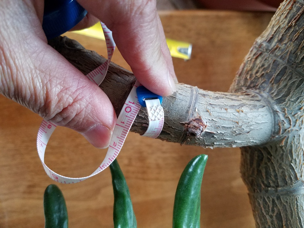 The Jade Plant has GROWN** Selling some BranchesContact me Jade