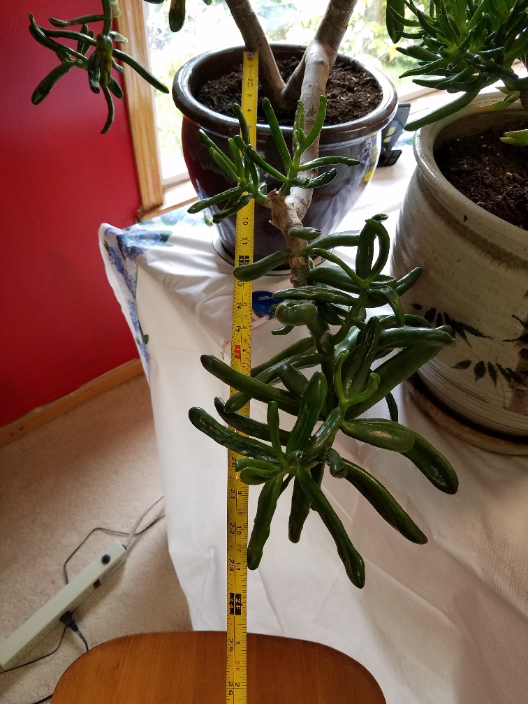 The Jade Plant has GROWN** Selling some BranchesContact me Jade