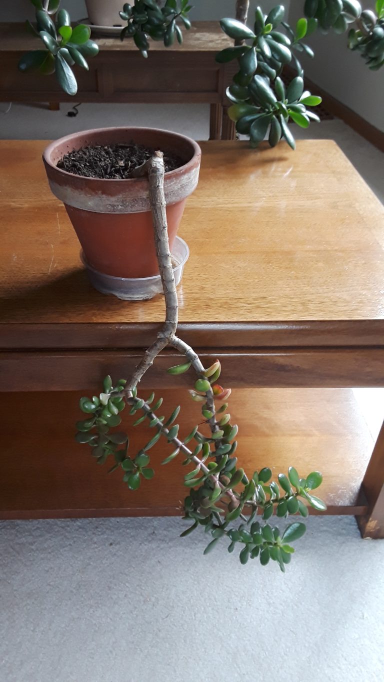 Jade Plants,Bonsai Jade Plants, How to grow Jade PlantsLargest indoor