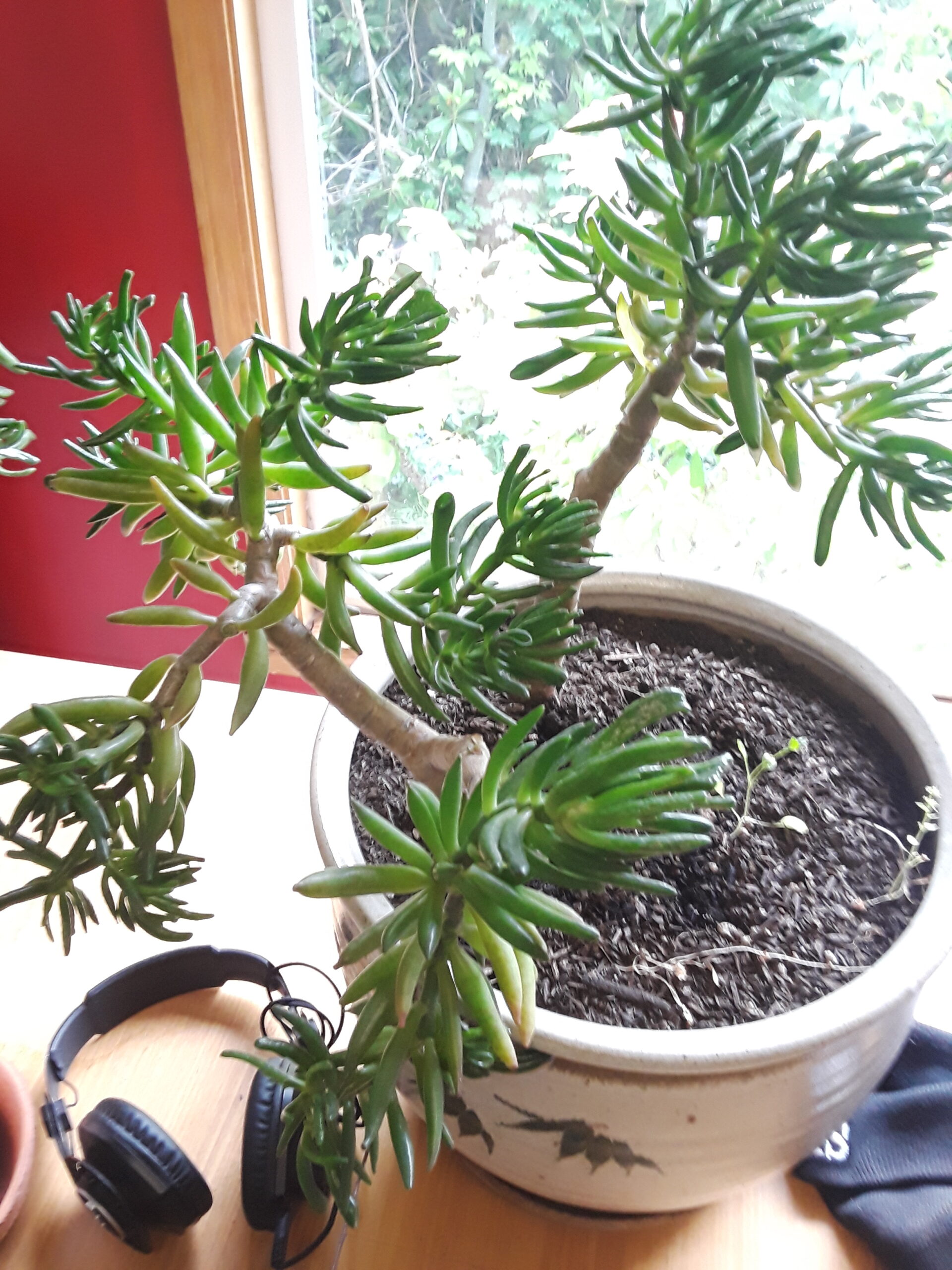 Jade Plants,Bonsai Jade Plants, How to grow Jade PlantsLargest indoor