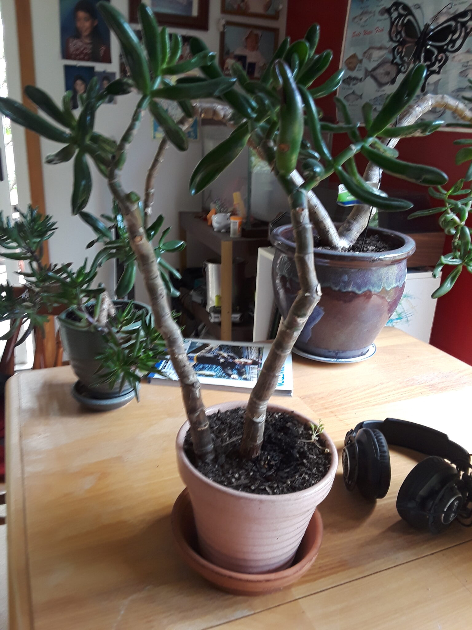 Jade Plants,Bonsai Jade Plants, How to grow Jade PlantsLargest indoor