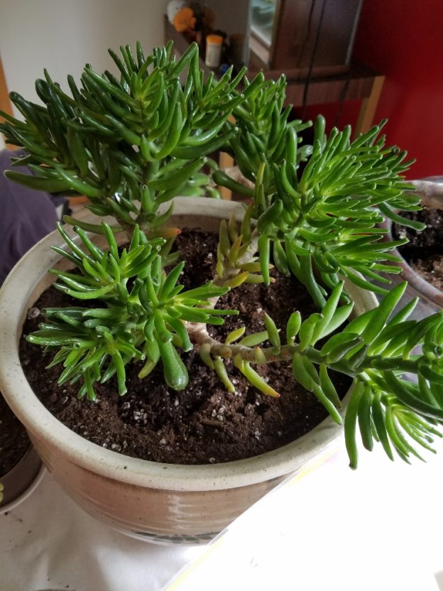 The Jade Plant has GROWN** Selling some BranchesContact me Jade