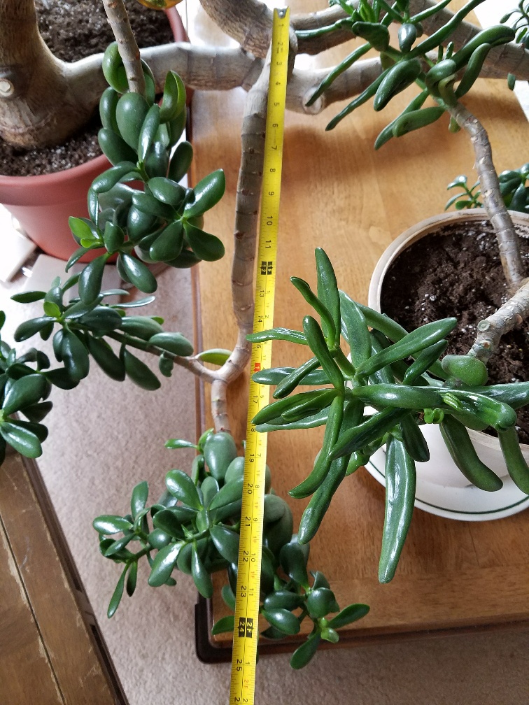 The Jade Plant has GROWN** Selling some BranchesContact me Jade