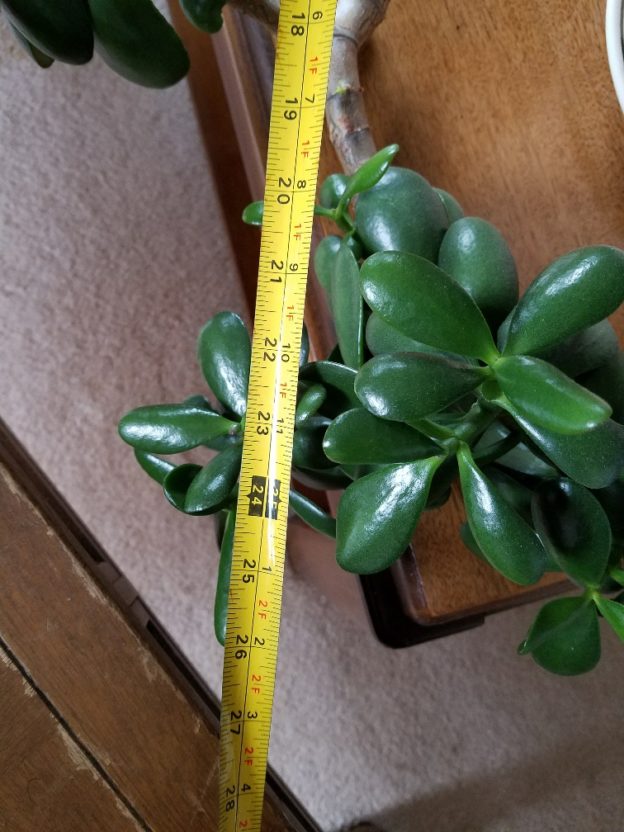 The Jade Plant has GROWN** Selling some BranchesContact me Jade