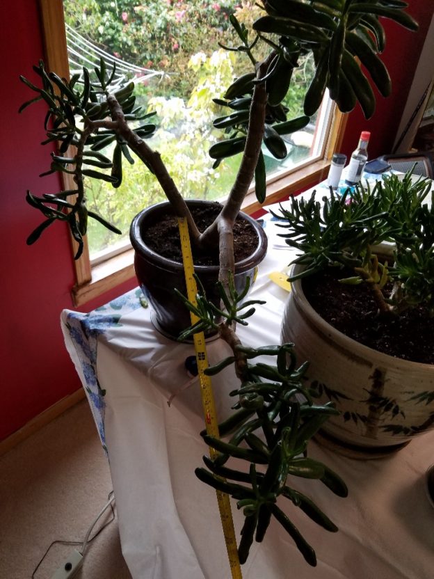 The Jade Plant has GROWN** Selling some BranchesContact me Jade