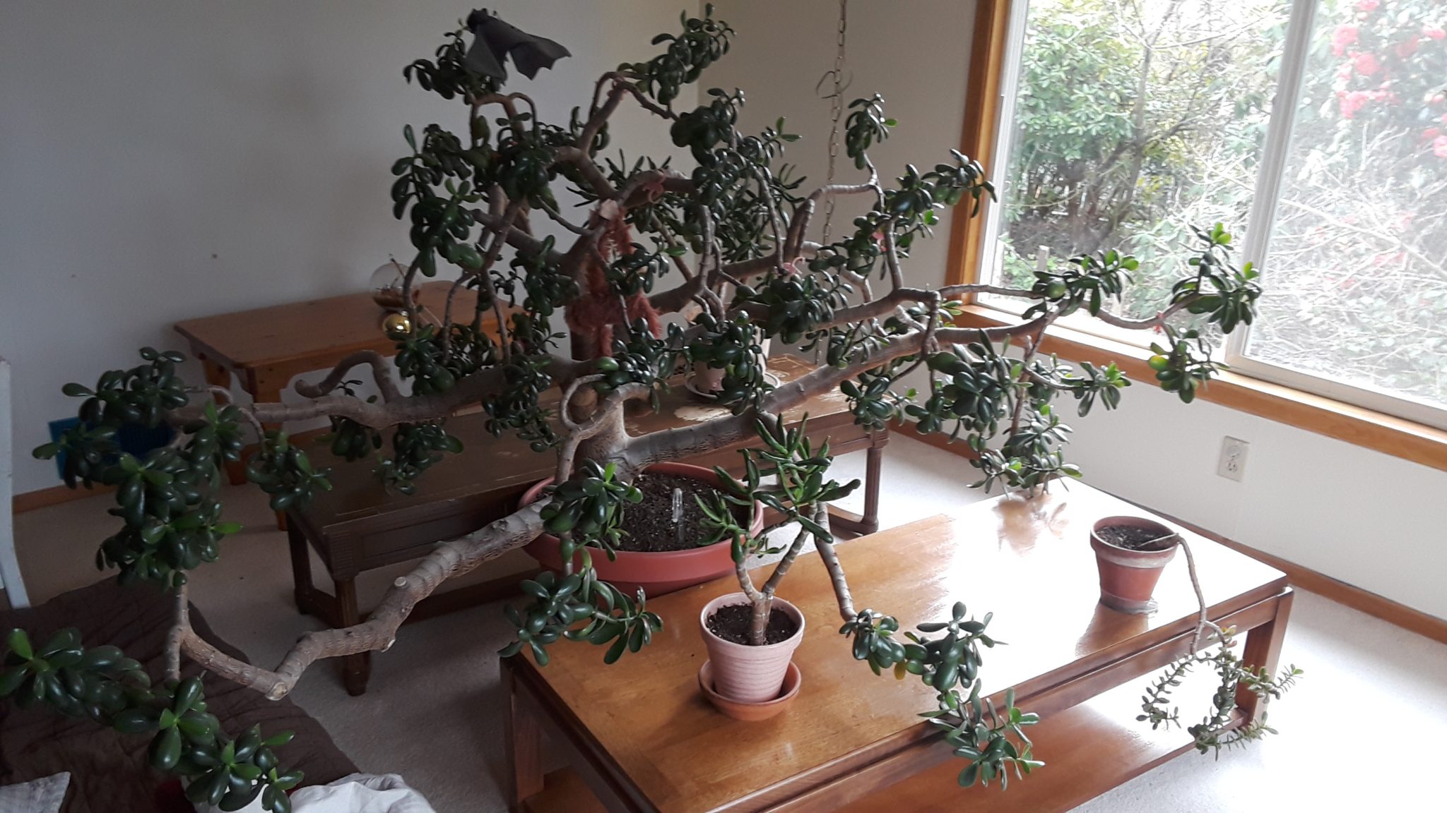 Big Big Jade Plants Jade Plants,Bonsai Jade Plants, How to grow Jade PlantsLargest indoor