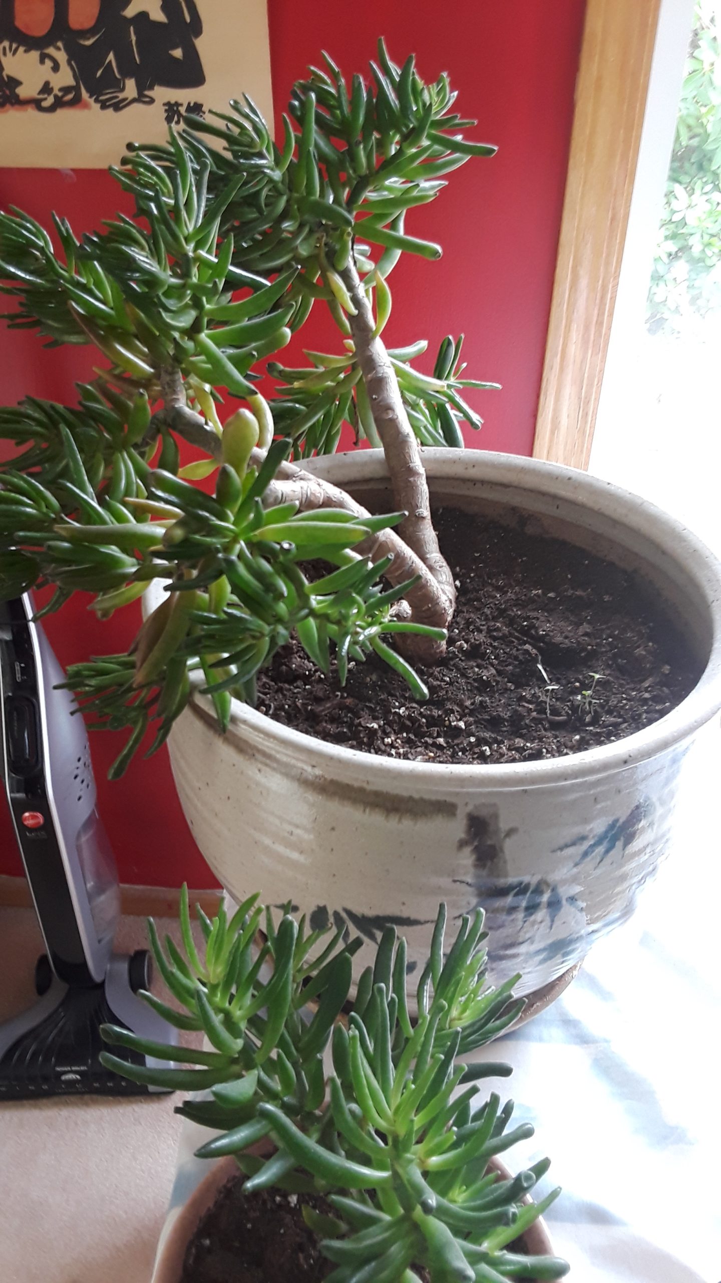 Jade Plants,Bonsai Jade Plants, How to grow Jade PlantsLargest indoor