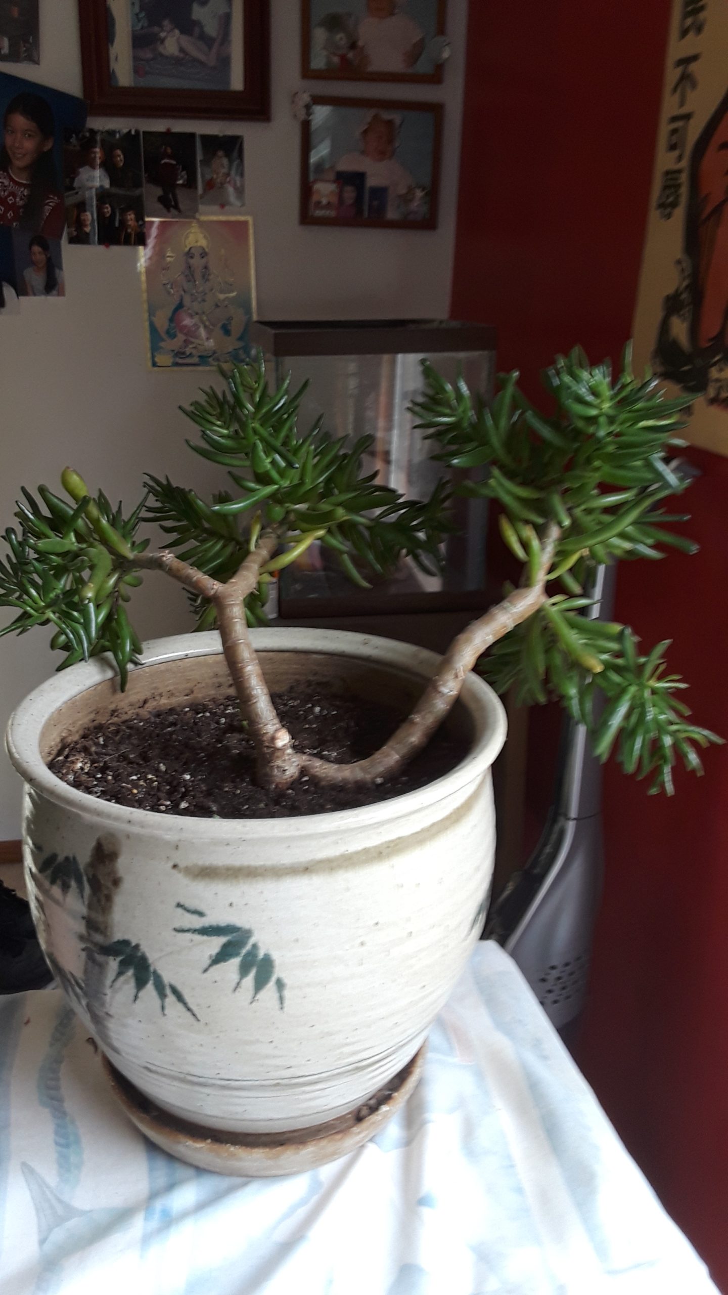 Big Big Jade Plants Jade Plants,Bonsai Jade Plants, How to grow Jade