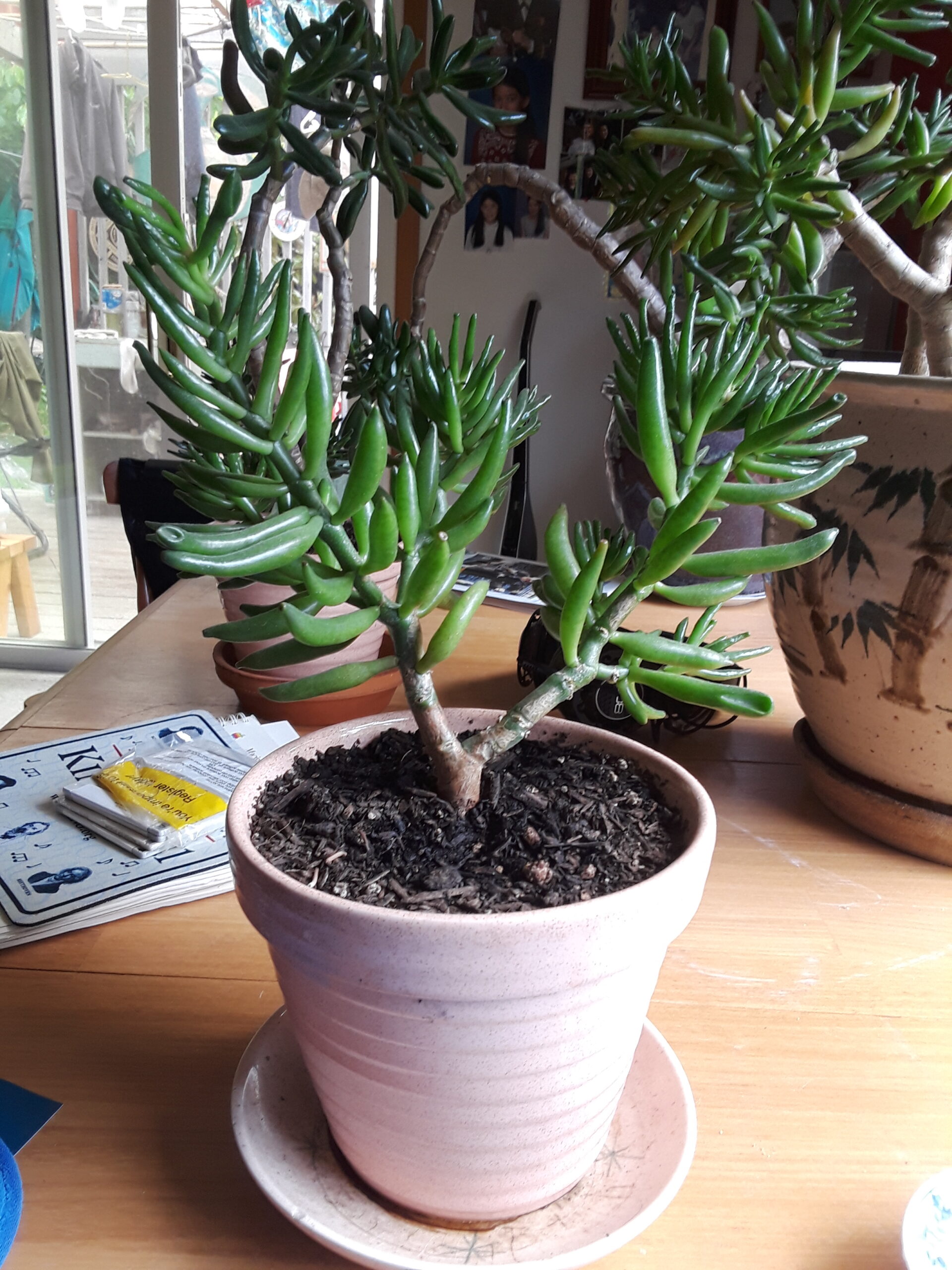 Jade Plants,Bonsai Jade Plants, How to grow Jade PlantsLargest indoor